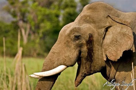 Elephant Communication - Phang Nga Elephant Park