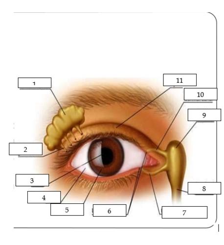 External Examination Lid Margins Orbits Conjunctiva Lacrimal