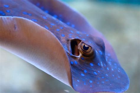 Exploring The Anatomy Of A Stingray Blue Reef Aquarium