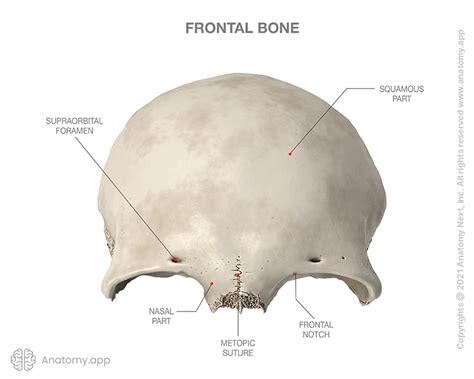 Frontal bone | Encyclopedia | Anatomy.app | Learn anatomy | 3D models ...