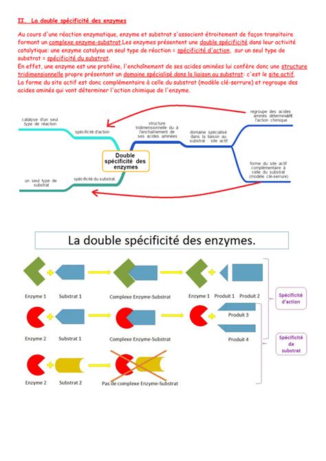 Le Site Actif D Une Enzyme