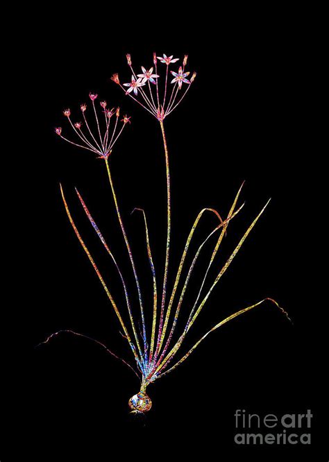 Stained Glass Allium Straitum Botanical Art On Black Mixed Media By