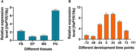Frontiers Pyruvate Kinase Is Required For Sex Pheromone Biosynthesis