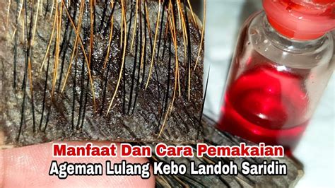 Manfaat Dan Cara Pemakaian Lulang Kebo Landoh YouTube