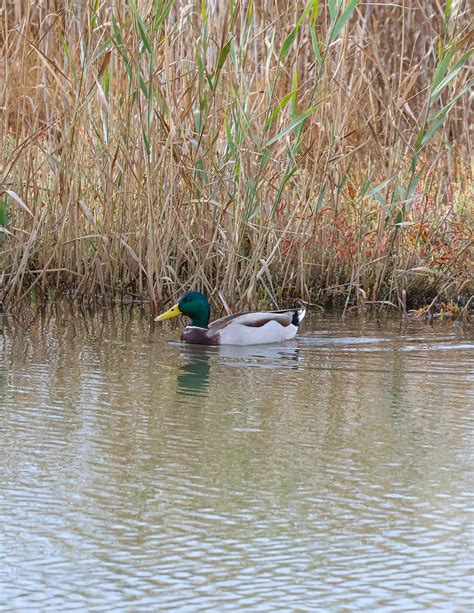 eBird Checklist 11 Nov 2023 Axios NP Kalochori Lagoon ΕΠ Αξιού