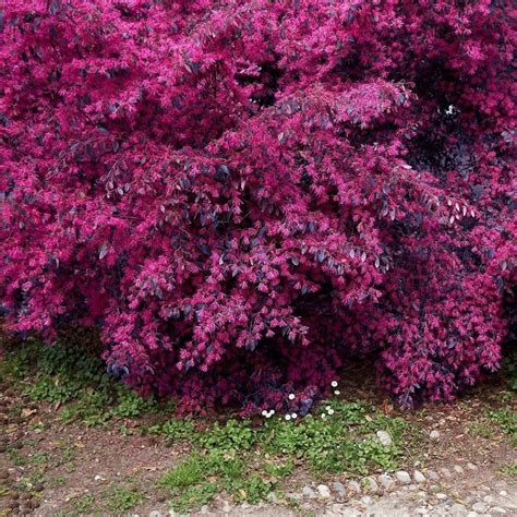 Loropetalum Red Chocolate 1 Extra Large 3 Gallon Plant Loropetalum Chinense Garden Showpiece ...