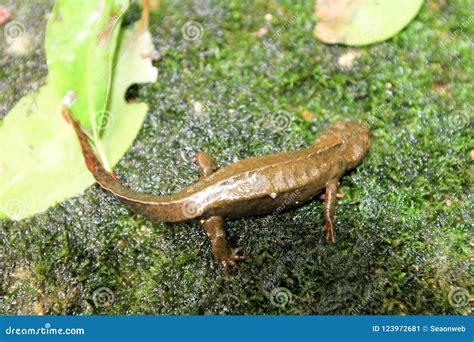 The Salamandridae At Shing Mun Reservoir At Hk Stock Image Image Of