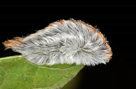 Toupee Caterpillar Stock Photos Pictures And Royalty Free Images Istock