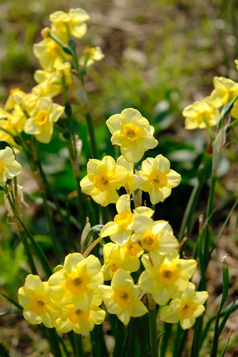 Flowers Jonquil Rush Daffodil - Free photo on Pixabay - Pixabay