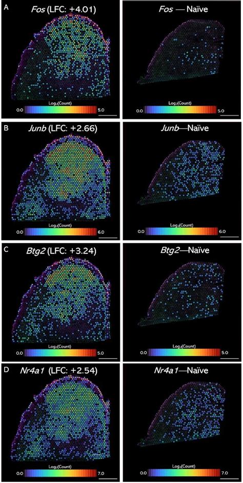 Spatial Expression Patterns Of Differentially Expressed Genes In The