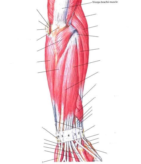 Forearm Extensors Diagram Quizlet