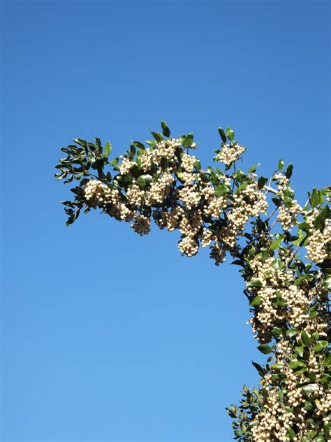 Curtisia Dentata Trees Sa