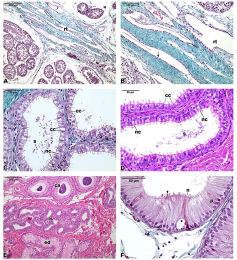 Scielo Brasil Morphology And Immunolocalization Of Aquaporins And