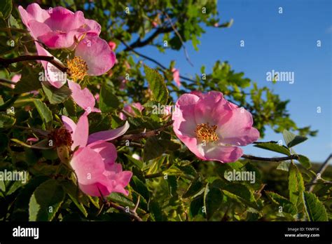 Flowers Of Sweet Briar Or Eglantine Rosa Rubiginosa A Wild Rose Stock