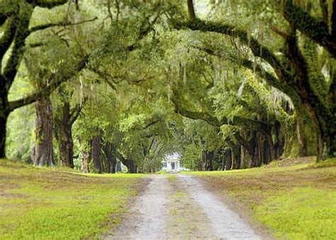 Mansfield Plantation - Alchetron, The Free Social Encyclopedia