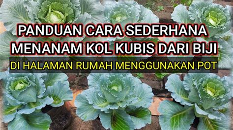 Panduan Lengkap Cara Menanam Sayuran Kol Kubis Dari Biji Sampai Panen