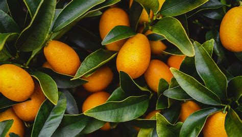 Kumquat Mandarino Cinese Coltivazione In Giardino O Vaso Cura E