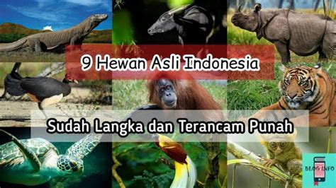 Hewan Yang Hampir Punah Di Indonesia