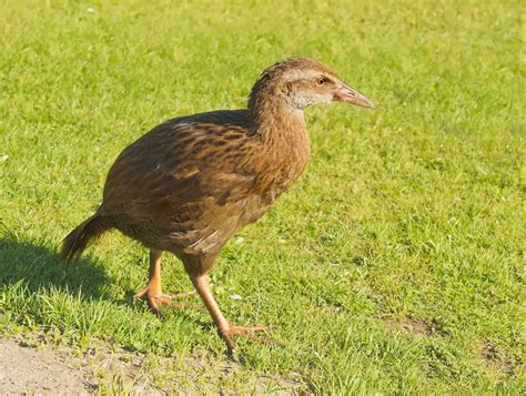 Different Species Of Flightless Birds Information Earth Life