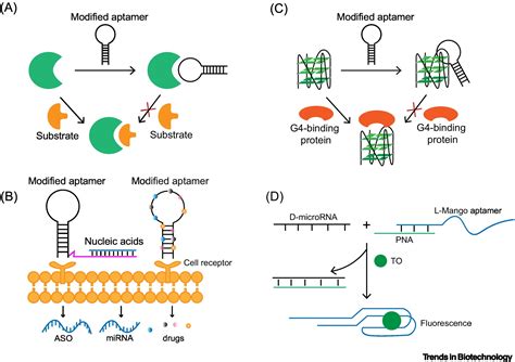 Modified Nucleic Acid Aptamers Development Characterization And