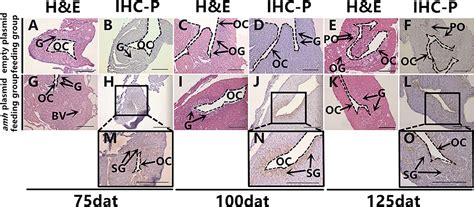 Frontiers Overexpression Of Anti Müllerian Hormone Gene In Vivo