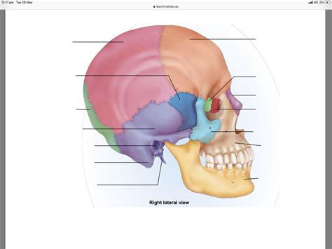 Skull Anatomy Quizlet Anatomical Charts Posters