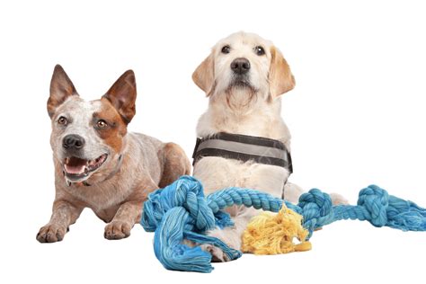 Labrador And Australian Cattle Dog Mammals Two Animals Pet