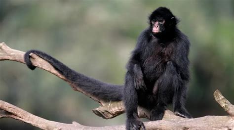 Types of Spider Monkeys (7 Species, 7 Sub-Species, Photos & More) - The Hamny