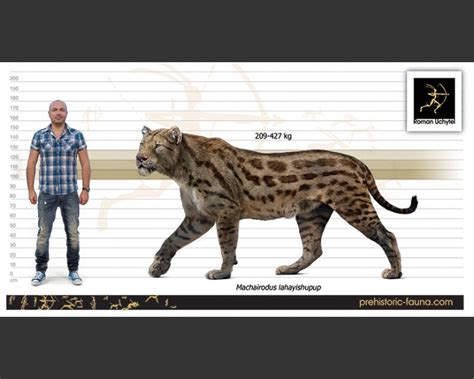 Machairodus Lahayishupup Lived During The Miocene In North Amercia