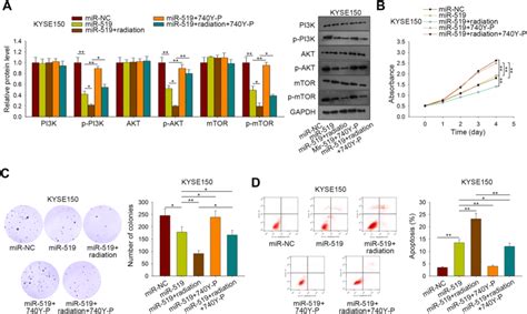 Rescue Assays Performed In Kyse Cells Using Y P A Western Blot