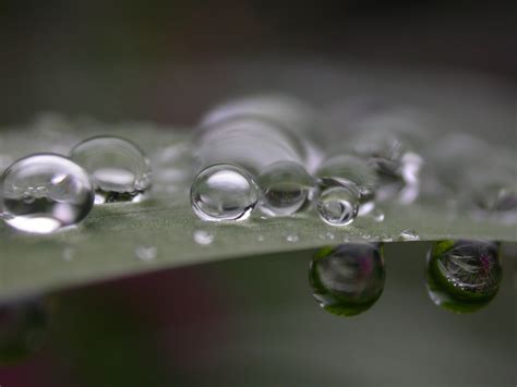 Freshness Leaf Macro Photography Green Color Green Photography