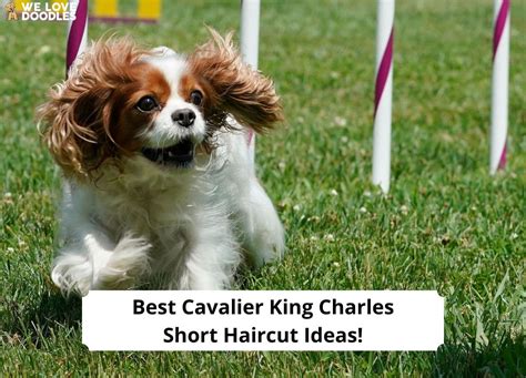 Best Cavalier King Charles Short Haircut Ideas