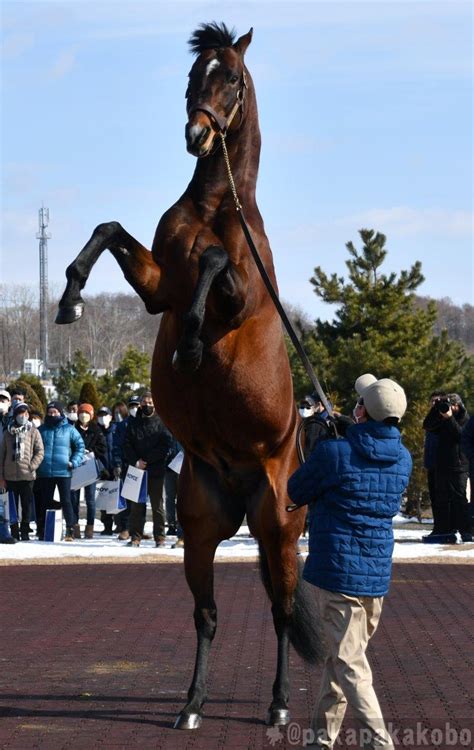 パカパカ工房💉ワクチン4回接種済 On Twitter 【優駿スタリオンステーション種牡馬展示会2023】 ハンドラーの技量に驚き😳 ①②