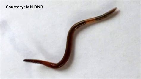 Mn Dnr Advising Public To Look Out For Invasive Jumping Worms Lakeland Pbs