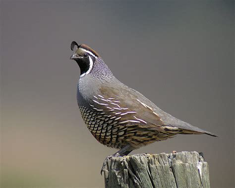 California Quail Don Edwards San Francisco Bay National Wildlife