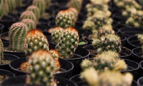 Los Cactus Son Las Plantas Del Futuro Unam Global