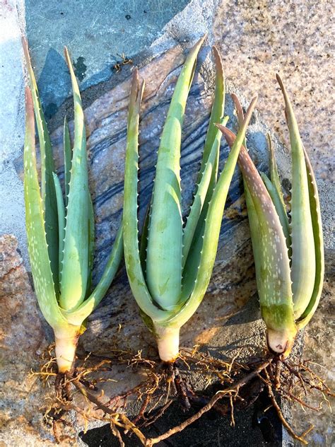 Aloe Vera Plant Aloe Plant Barbadensis Miller Yellow Flower Organically Grown In California 8 15