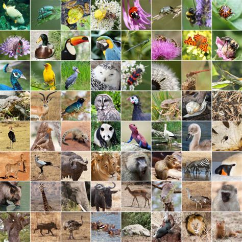 11,200+ Wild Animal Collage Stock Photos, Pictures & Royalty-Free ...