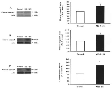 Western Blot Analysis Of Protein Levels Of Cleaved Caspase 3 8 And