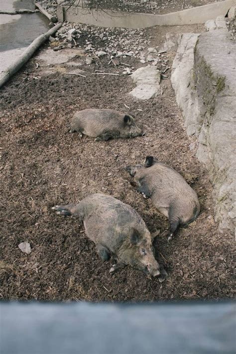 Erlebniswanderung Im Wildpark Feldkirch