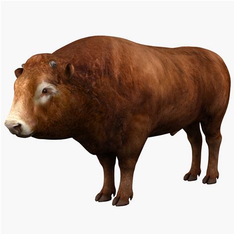 bull animal s