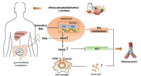 Table From The Role Of Gut Microbiota In Atherosclerosis And