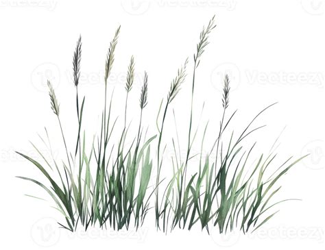 Colorful Watercolor Grass Artwork 53289002 Png