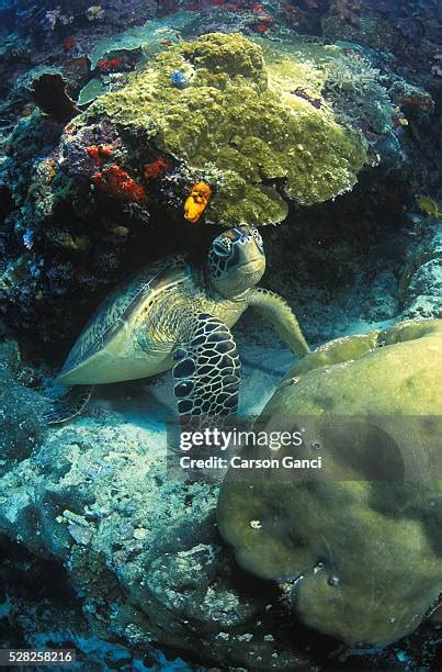 244 Spotted Turtles Stock Photos, High-Res Pictures, and Images - Getty ...