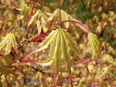 Acer Palmatum Peaches And Cream Peaches And Cream Japanese Maple