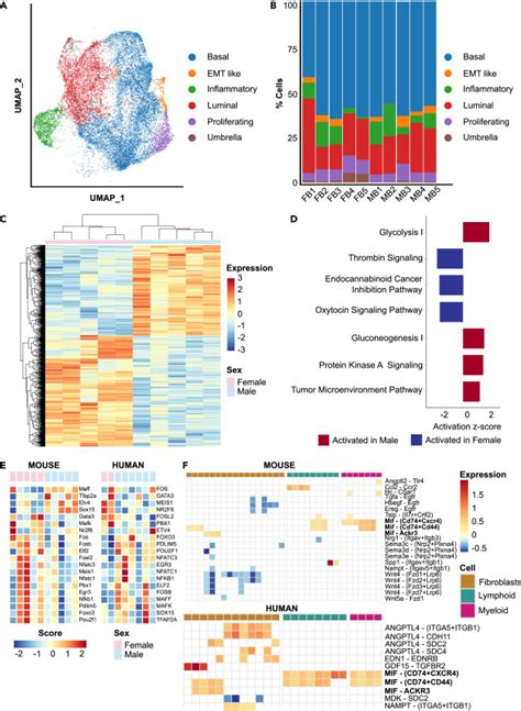 Single Cell Profiling Of Murine Bladder Cancer Identifies Sex Specific