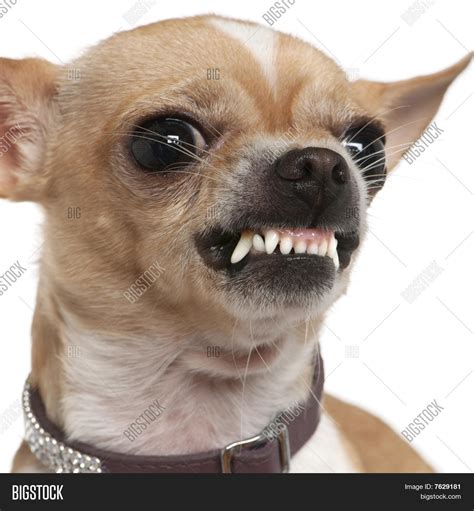 Close Up Of Angry Chihuahua Growling 2 Years Old In Image Cg7p629181c