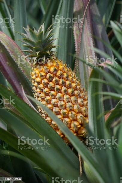 Pohon Nanas Dengan Latar Belakang Alami Buah Tropis Yang Eksotis Orang