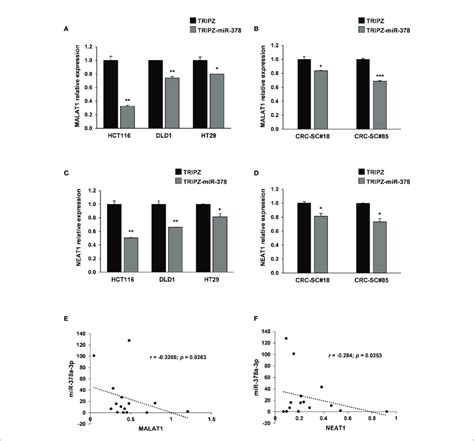 Malat1 And Neat1 Are Modulated By Mir 378a 3p And Their Expression Is