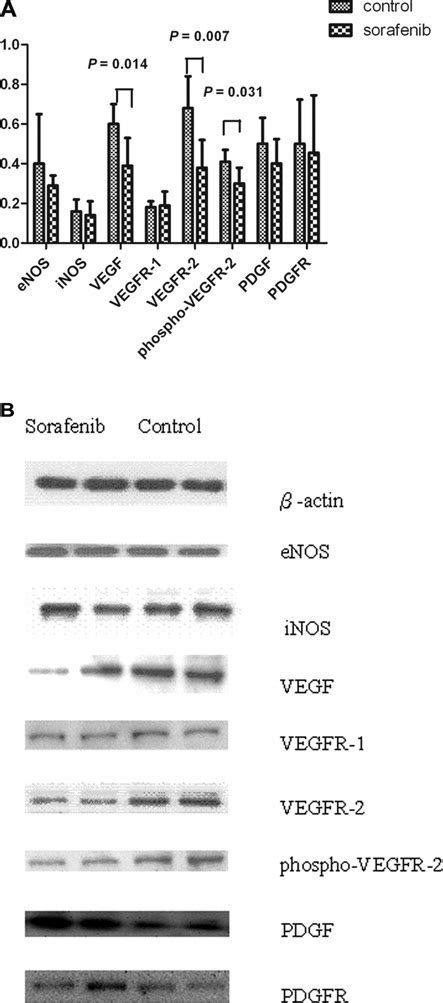 Protein Levels Of Pulmonary Enos Inos Vegf Vegfr1 Vegfr 2